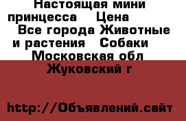 Настоящая мини принцесса  › Цена ­ 25 000 - Все города Животные и растения » Собаки   . Московская обл.,Жуковский г.